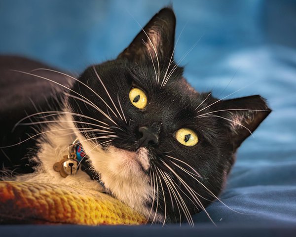 What's the Role of Telematics in Modern Car Insurance?