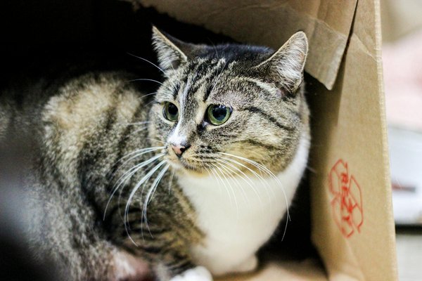 What Are the Best Simple Hairstyles to Complement Your Everyday Outfits?